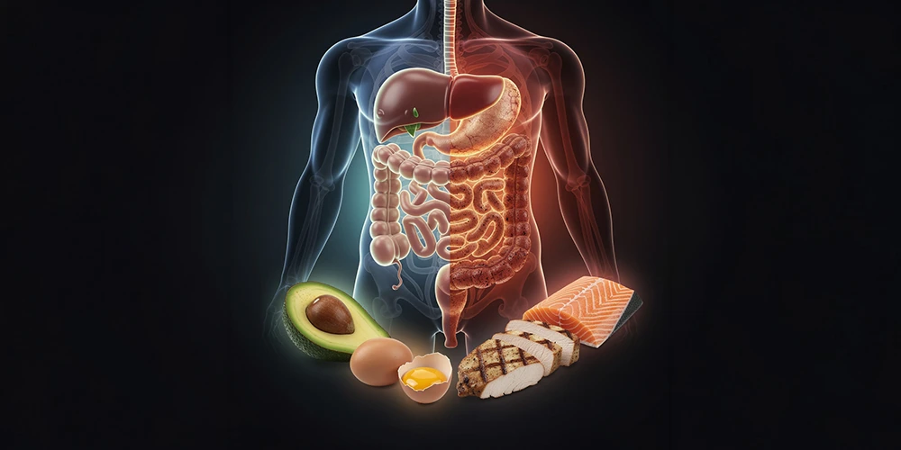 Digestive Health and Long-Term Keto Sustainability